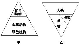 生態(tài)金字塔的對(duì)比 自然生態(tài)系統(tǒng)與城市生態(tài)系統(tǒng)的能量流動(dòng)差異